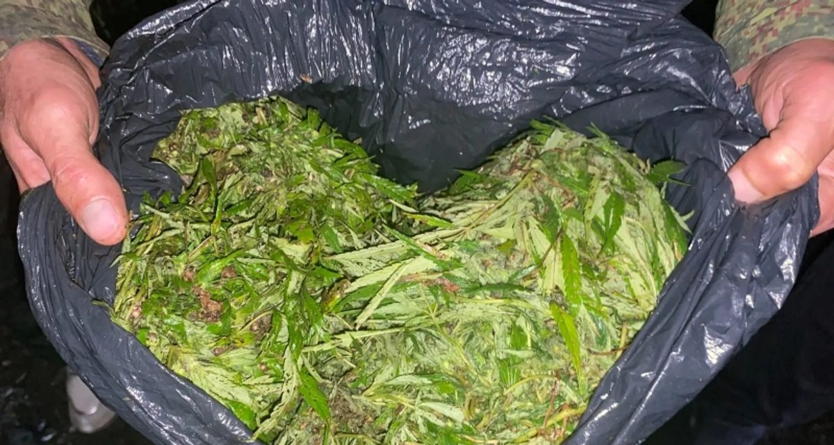 Пассажир такси вёз под курткой 220,625 грамма марихуаны — пакет нашли при досмотре
